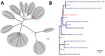 Phylogenetic analysis of BTV-3 variant found in livestock in the Netherlands, September 2023. Trees were obtained by using the maximum-likelihood method. A) Initial phylogenetic comparison of genome segment 2 sequence of the emerging BTV-3/NET2023 variant from the Netherlands with segment 2 sequences from notifiable BTV reference strain serotypes 1–24. B) Available and closely related genome segment 2 sequences from different BTV-3 strains selected for detailed phylogenetic analysis. Unrooted tree branches have bootstrap values indicated at the nodes. GenBank accession numbers are included in sequence names. Scale bars indicate nucleotide substitutions per site. BTV, bluetongue virus; BTV-3, BTV serotype 3.