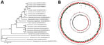 Genome characteristics of Yersinia ruckeri strain zhx1 isolated from artificially bred Chinese sturgeon offspring, China. A) Phylogenetic tree based on the whole genome of zhx1 and other pathogenic bacteria. B) Genome map of zhx1. The distribution of the circle from the outside indicates the genome size, forward coding DNA sequence (CDS), reverse CDS, repeat sequence, transfer RNA (black), ribosomal RNA (blue), and guanine-cytosine (GC) ratio. Colors indicate regions where the GC ratio is higher than average (red) and lower than average (green), and GC skewed either positive (red) or negative (green).