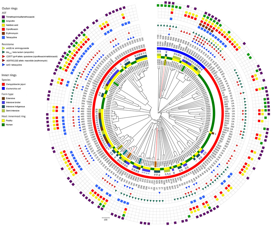 Circular dendrogram showing, from outer to inner rings, AST in study of population structure and antimicrobial resistance in Campylobacter jejuni and C. coli isolated from humans with diarrhea and from poultry, east Africa, 2006–2017. Colored blocks indicate resistance (all isolates were susceptible to gentamicin so this ring is not included), resistome, clonal complex (CC), sequence type (ST), Campylobacter species, poultry sample number, farm type, host and isolate ID for isolates from Kenya and Tanzania, 2006–2017 (human) or 2016–2017 (poultry). Isolates from the same poultry sample that belonged to a different ST are highlighted (samples 15, 22, 35, and 45) using colored isolate identification labels. The resistome indicates detection of resistance genes (encoding for resistance to some aminoglycosides, β-lactam antimicrobials and tetracyclines) and alleles (encoding for resistance for fluoroquinolones in the gyrase A gene, and macrolides in the 23S rRNA gene). Clustering of antimicrobial resistance phenotypes and the resistome with some CCs and STs is evident. For example, multidrug resistance is observed in C. jejuni ST2122 and C. coli ST8043 isolates. Scale bar indicates number of core-genome multilocus-sequence typing allele differences. AST, antimicrobial sensitivity.