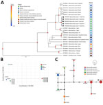 Phylogenetic and haplotypic analysis of Mansonella ozzardi ITS1 sequences obtained from racoons (Procyon lotor) in Costa Rica, 2019–2022 (black diamonds). A) Bayesian inference phylogenetic tree of Mansonella spp. based on the Hasegawa-Kishino-Yano with gamma distribution model. Line thickness and node size are proportional to posterior probability values. B) Principal component analysis of Nei’s genetic distance of M. ozzardi sequences from different geographic locations. C) Templeton Crandall Sing haplotype network of Mansonella spp. sequences. Black circles indicate hypothetical haplotypes; hatchmarks indicate mutational steps between haplotypes. GenBank accession numbers are shown for all sequences. 