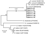 Phylogenetic analysis of Encephalitozoon cuniculi genotypes recovered from cerebrospinal fluid of immunocompetent patients, Czech Republic. Bold indicates sequences obtained in this study, identified by patient number. Sequences for comparisons were obtained from GenBank; accession numbers are in brackets. Tree was constructed by using the maximum-likelihood method. Partial sequences of 16S rRNA gene, the entire internal transcribed spacer region, and a partial sequence of 5.8S rRNA gene were inferred by using neighbor-joining analyses, and relationships were computed by using the Tamura 3-parameter method with gamma distribution and parametric bootstrap analysis of 1,000 replicates in MEGA X software (MEGA, https://www.megasoftware.net). Scale bar indicates nucleotide substitutions per site.