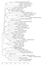 Maximum-likelihood reconstruction of phylogeny on the basis of cox1 sequences of Pelecitus sp. nematode isolated from the left eye of a 61-year-old man in Thailand (bold text) and reference sequences from GenBank. Bootstrap scores (percentages of 1,000 replications) are presented for each node. GenBank accession numbers are shown. Scale bar refers to a phylogenetic distance of 0.05 nucleotide substitutions per site. 