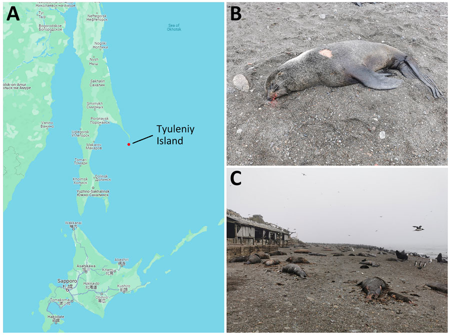 Investigation of seal deaths caused by highly pathogenic avian influenza A(H5N1) virus clade 2.3.4.4b on Tyuleniy Island in eastern Russia. A) Location of Tyuleniy Island in the Sea of Okhotsk. B, C) Deceased seals infected with the virus. 