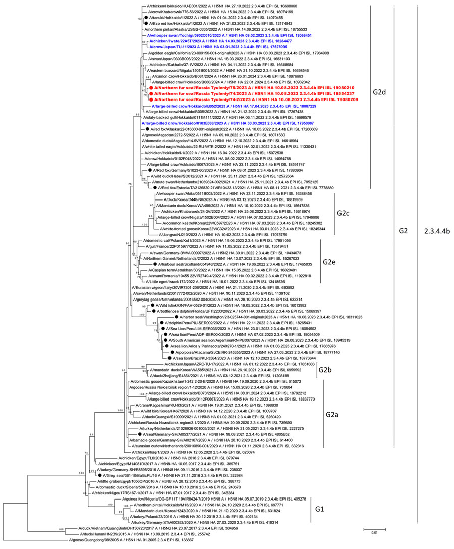 Maximum-likelihood phylogenetic tree of the hemagglutinin segment of HPAI A(H5N1) from northern fur seals on Tyuleniy Island in eastern Russia (red) and in other marine mammals, by clade group. Black dots indicate HA of viruses isolated from other mammals, and blue text indicates HPAI viruses isolated in Japan during January‒April 2023. GISAID accession numbers are shown for reference sequences (https://www.gisaid.org). Note that dates are shown in DD.MM.YYYY format. Scale bar indicates number of substitutions per site. HA, hemagglutinin; HPAI, highly pathogenic avian influenza. 