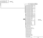 Phylogenetic tree based on bimABp and bimABm alleles from strains of Burkholderia pseudomallei, B. mallei, and B. humptydooensis, showing location of B. mallei ATS2021 (arrow), the causative strain in an an outbreak of 4 cases, 2 of them fatal, in the United States in 2021. NGPhylogeny.fr (12) was used to build the tree in “A la Carte” mode, and it used MUSCLE for multiple alignment, Gblocks for automatic alignment curation (https://NGphylogeny.fr for both), PhyML-SMS (https://www.atgc-montpellier.fr) for tree inference, and exported to the Interactive Tree Of Life (iTOL; https://itol.embl.de) for display and manipulation. B. pseudomallei strains were isolated in Thailand (T), Australia (A), India (I) and Papua New Guinea (P). Scale bar indicates number of substitutions per site. bimA, Burkholderia intracellular motility factor A.