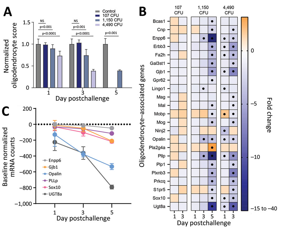 Profiling of differentially expressed genes revealing downregulation of markers associated with oligodendrocytes after exposure to aerosolized Burkholderia pseudomallei strain ATS2021, the causative strain in an an outbreak of 4 cases, 2 of them fatal, in the United States in 2021. A) Significant downregulation or decreased expression of genes involved in oligodendrocyte function was observed in select challenge groups of mice on days 1,3, and 5 after challenge. Values are normalized to unchallenged control mice and represent 4 mice per group. Significance based on a 2-way analysis of variance. Error bars indicate 95% CIs. B) Heat map of differentially expressed genes associated with NanoString oligodendrocyte cell profiler panel (https://nanostring.com). Fold change is linear, and dots indicate gene changes that were above the significance threshold. C) Expression changes over time in select genes associated with oligodendrocyte function for the 1,150 CFU challenge group. In panels A and C, error bars represent standard deviation.