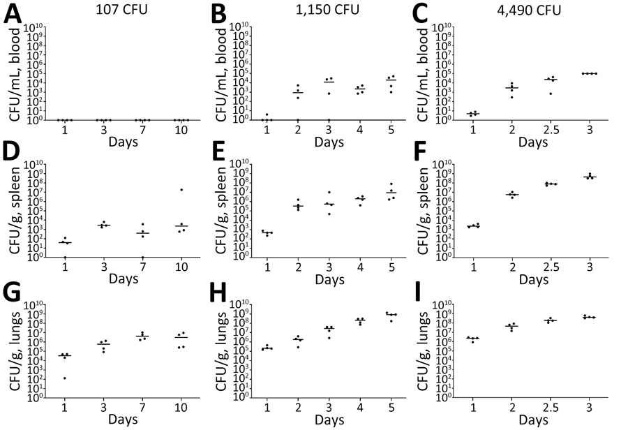 Serial sampling experiment to investigate bacterial dissemination in blood, spleens, and lungs of C57BL/6 mice at different challenge doses of aerosolized Burkholderia pseudomallei strain ATS2021, the causative strain in an an outbreak of 4 cases, 2 of them fatal, in the United States in 2021. C57BL/6 mice were estimated to have inhaled various doses on day 0. A subset of mice was then deeply anesthetized for a terminal blood collection, euthanized, and then the spleens and lungs were removed to determine the bacteriologic burden in each organ at each time point indicated. Bacterial counts are shown for whole blood (A–C), spleen homogenate (D–F), and lung homogenate (G–I). N = 4 for each time point. The CFU burden is shown for each mouse; the geometric mean is depicted with the horizontal bar. Limit of detection is ≈100 CFU/mL of blood and 5 CFU/organ.