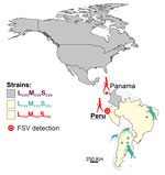 Geographic distribution of CVV and both FSV strains along the North and South American continents in study of FSV infection, Peru, 2020. Additional information on the sequences used to build the figure is provided (Appendix Table 1). CVV, Cache Valley virus; FSV, Fort Sherman virus; L, large segment; M, medium segment; S, small segment.