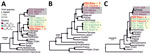 Maximum-likelihood phylogenetic trees based on deduced amino acid sequences of the L (A), M (B), and S (C) gene segments in study of Fort Sherman virus infection, Peru, 2020. Red asterisks indicate the FSV strain sequenced in this study. Black circles at nodes represent support values of >0.70 from 1,000 bootstrap replicates. Additional information on the reference sequences used to build the tree is provided (Appendix Table 1). Scale bars indicate genetic distance. CVV, Cache Valley virus; FSV, Fort Sherman virus; L, large segment; M, medium segment; S, small segment.