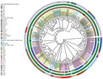 Data from study of the surge in ceftriaxone-resistant Neisseria gonorrhoeae FC428-like strains in the Asia-Pacific region, 2015−2022. Phylogenetic analysis of globally disseminated gonococcal FC428-like strains. MLST, multilocus sequence typing; ST, sequence type.