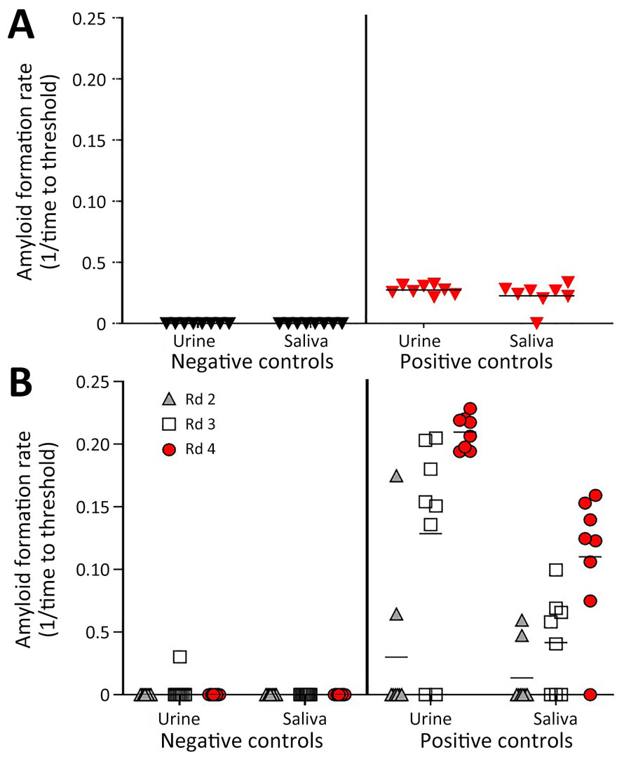 Amyloid formation rates in urine and saliva samples from white-tailed deer with chronic wasting disease in longitudinal study of temporal characterization of prion shedding in secreta, United States. A) Amyloid formation rates measured by using iron oxide bead capture and subsequent real-time quaking-induced conversion. Black indicates prion-negative samples; red indicates prion-positive samples. B) Amyloid formation rates measured by using iron oxide bead capture, 4 rounds of serial protein misfolding amplification, and subsequent real-time quaking-induced conversion in the same samples as those in panel A. Rates were measured for samples after amplification rounds 2–4. Horizontal lines in each grouping indicate median values. Rd, round.