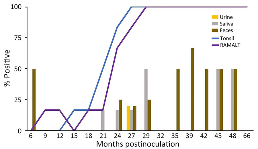 Percentage of prion-positive samples from white-tailed deer with chronic wasting disease that had prion protein genotypes 96GS or 103NT in study of prion shedding in secreta, United States. Tissue samples and secreta were collected from deer after exposure to low oral doses of chronic wasting disease–positive brain tissue or saliva. RAMALT, recto-anal mucosa-associated lymphoid tissue.