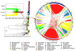 Time-scaled explicit discrete phylogeographic analysis of dengue virus serotype 3 (DENV-3) spread in Jamaica. Relationship between the dispersal trajectory of DENV-3 in the maximum clade credibility tree and the specific DENV-3 migration patterns into Jamaica over time (box) is indicated. Nodes of the tree represent the inferred country of origin for sampled strains. Arrows indicate the nodes from which taxa were selected for analysis by using the TaxaMarkovJumpHistoryAnalyzer (https://github.com/beast-dev/beast-mcmc). Only values of discrete state probability for the root and the node of interest are shown in the tree; complete state probability values of the nodes are indicated in Appendix Figure 2, panel B. Dynamic pathways of DENV-3 geographic movement are indicated by Markov jump mappings (right circular map). Transmission network of DENV-3 is summarized by Markov jump events, analyzed using TreeMarkovJumpHistoryAnalyzer and visualized in a circular layout by using the circlize package in R (The R Project for Statistical Computing, https://www.r-project.org). The width of each link reflects the frequency of virus movement; quantitative estimates were provided by using the TreeMarkovJumpHistoryAnalyzer. Tick marks on the outside of the circle’s segments indicate virus movement frequencies.