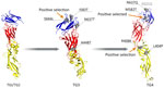 Envelope glycoprotein 3-dimensional structures (structure 7a3s; RCSB Protein Data Bank, https://www.rcsb.org) from dengue virus serotype 3 strains in Jamaica. Red indicates protein domain I, yellow indicates domain II, and blue indicates domain III. Gray spheres indicate mutations identified across various TGs. Arrows indicate mutations detected by site models. E621Q (faded text) is in the loop region not visible in the crystal structure. TG, temporal group.