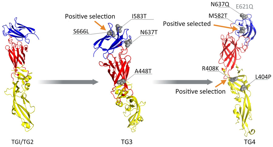 Envelope glycoprotein 3-dimensional structures (structure 7a3s; RCSB Protein Data Bank, https://www.rcsb.org) from dengue virus serotype 3 strains in Jamaica. Red indicates protein domain I, yellow indicates domain II, and blue indicates domain III. Gray spheres indicate mutations identified across various TGs. Arrows indicate mutations detected by site models. E621Q (faded text) is in the loop region not visible in the crystal structure. TG, temporal group.