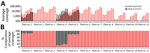 Co-infection status of birds at a broiler duck farm (D448) infected with clade 2.3.4.4b highly pathogenic avian influenza H5N6 and H5N1 viruses in South Korea, December 2023. Reference gene segments for mapping were designated as numbers 1–8; segment 1, polymerase basic 2; segment 2, polymerase basic 1; segment 3, polymerase acidic; segment 4, hemagglutinin; segment 5, nucleoprotein; segment 6, neuraminidase; segment 7, matrix; segment 8, nonstructural. A) Distribution of average coverages of the reads from each pooled oropharyngeal swab sample in the index farm, which had 11 flocks, mapped to the relevant reference viral genomes. Red bars indicate average mapping coverages of A/duck/Korea/D448-N6/2023(H5N6) to its reference gene segments and black bars indicate average mapping coverages of A/duck/Korea/D448-N1/2023(H5N1) to its reference gene segments. Three co-infected flocks (flocks 1, 4, and 5) had sufficient sequencing depth with >1,000-fold coverage of segments 4 (hemagglutinin) and 6 (neuraminidase). B) Distribution of percentage compositions of average coverages transformed from the average coverage values shown in panel A. Birds in flock 4 had more viral reads of H5N1 virus, whereas birds in flocks 1 and 5 had more reads of H5N6 virus. The other 8 flocks had the reads only mapped to H5N6 virus.