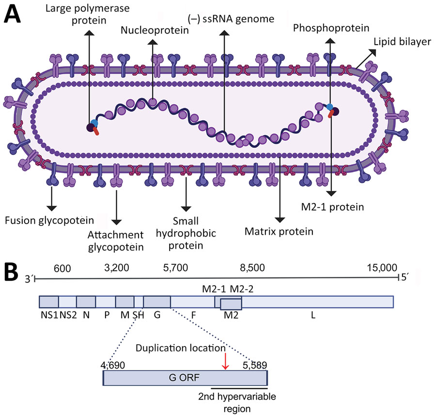 The structure and genome of human respiratory syncytial virus (HRSV). A) Schematic of the HRSV virion structure detailing the location of structural proteins. B) Schematic of the HRSV genome organization with the approximated location of genes highlighted; the exact location slightly differs between subgroups and strains. The location of the second hypervariable region in the G gene, used originally for molecular epidemiology classification, is detailed. Red arrow in panel B indicates location of the G gene 72-nt duplication in HRSV-A and 60-nt duplication in HRSV-B. Figure created with BioRender (https://www.biorender.com). F, fusion glycoprotein; G, attachment glycoprotein; L, large polymerase protein; M, matrix protein; M2, M2 protein; N, nucleocapsid; NS, nonstructural protein; ORF, open reading frame;  P, phosphoprotein; SH, small hydrophobic protein. 