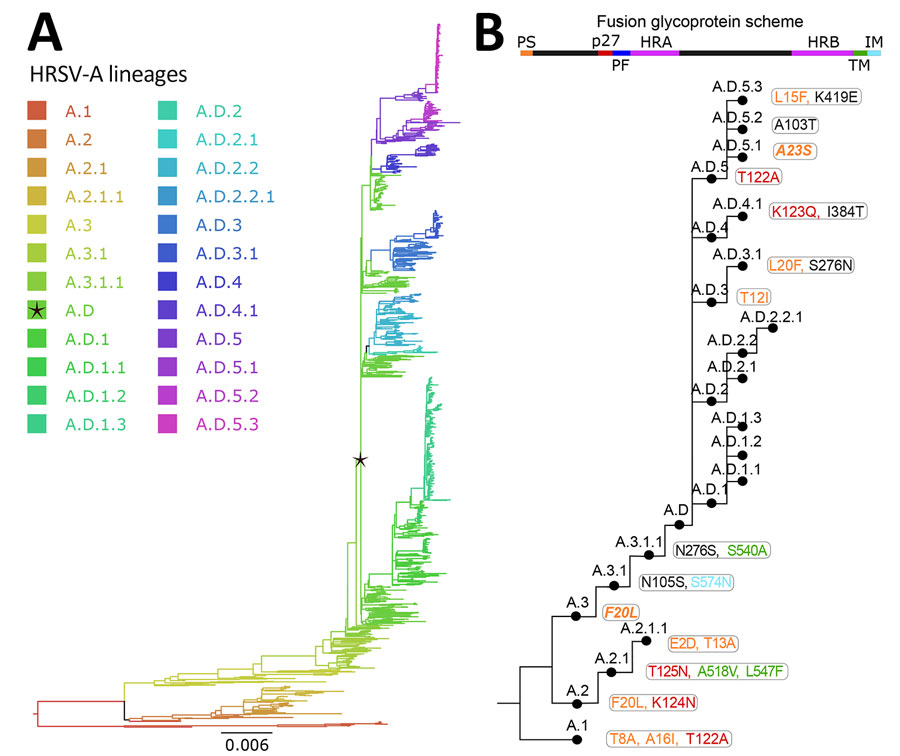 Human respiratory syncytial virus A lineage classification. A) HRSV-A maximum-likelihood phylogenetic tree (1,480 sequences), colored by lineage classification. Black star indicates A.D lineage, defined by the 72-nt duplication in the G gene. Scale bar indicates substitutions per site. B) Simplified scheme of the lineage designation to highlight the presence of nested lineages. The amino acid changes in the F glycoprotein are listed next to lineage name and colored according to their location in the fusion protein. 