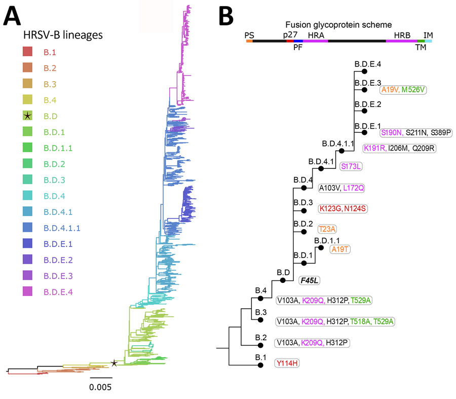 Human respiratory syncytial virus B lineages classification. A) HRSV-B maximum-likelihood phylogenetic tree (1,385 sequences), colored according to lineage classification. Black star indicates B.D lineage, defined by the 60-nt duplication in the G gene. Scale bar indicates substitutions per site. B) Simplified scheme of the lineage designation to highlight the presence of nested lineages. The amino acid changes in the F glycoprotein are listed next to lineage name and colored according to their location in the fusion protein. 