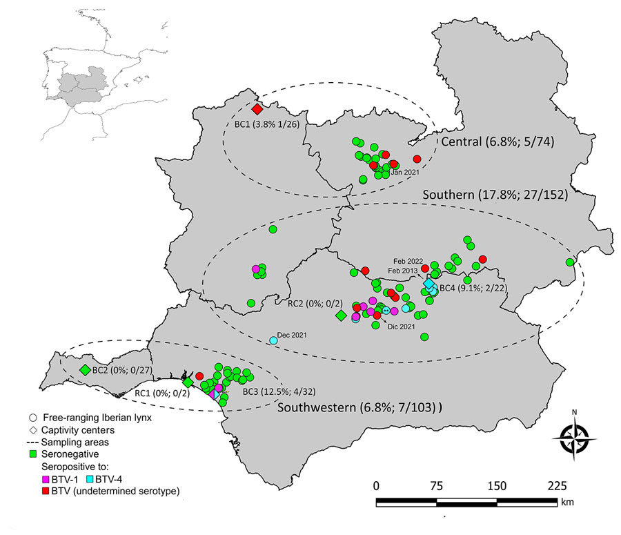 Spatial distribution and BTV serologic results of the Iberian lynxes (Lynx pardinus) sampled in the Iberian Peninsula during 2010–2022. The frequency of seropositivity and the numbers of seropositive and total of animals analyzed by ELISA at each sampling region and captivity center are shown in parentheses. Inset map shows location of study area on the Iberian Peninsula. **Animal tested positive for BTV RNA. BC, breeding center; BTV, bluetongue virus; RC, recovery center of threatened species. 