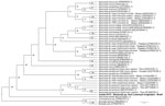 Phylogenetic tree based on an alignment of 380 bp-length of the gltA sequences obtained from phlebotomine sand flies collected in Brazil (bold) and reference sequences. Tree was created using the maximum-likelihood method and generalized time reversible plus invariate sites plus gamma as the evolutionary model. Ochrobactrum sp., Brucella ovis, and Brucella abortus were used as outgroups. Only bootstrap values >70 are shown. GenBank accession numbers are provided in parentheses.