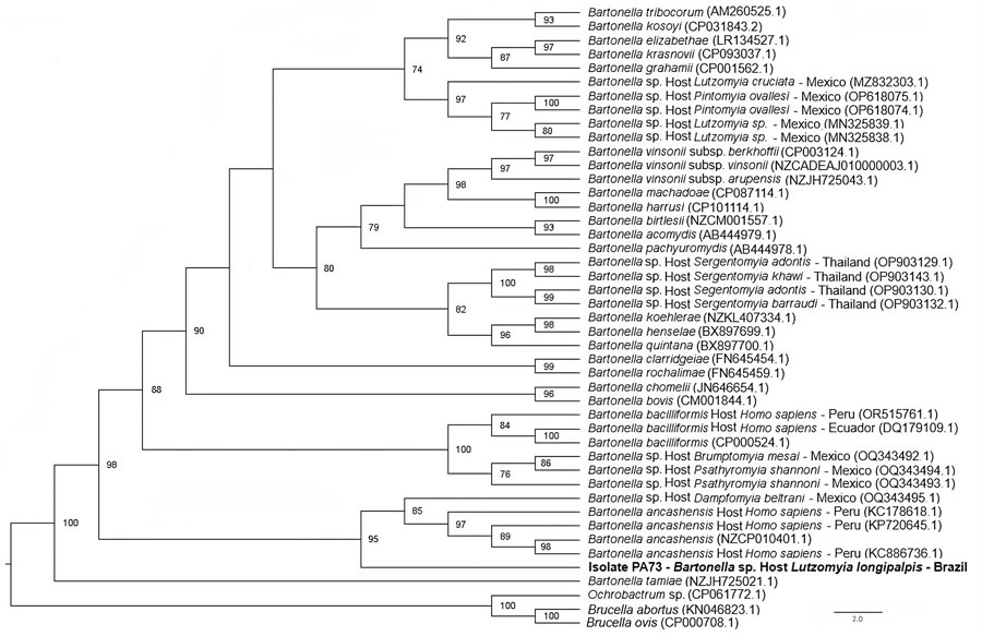 Phylogenetic tree based on an alignment of 380 bp-length of the gltA sequences obtained from phlebotomine sand flies collected in Brazil (bold) and reference sequences. Tree was created using the maximum-likelihood method and generalized time reversible plus invariate sites plus gamma as the evolutionary model. Ochrobactrum sp., Brucella ovis, and Brucella abortus were used as outgroups. Only bootstrap values >70 are shown. GenBank accession numbers are provided in parentheses.