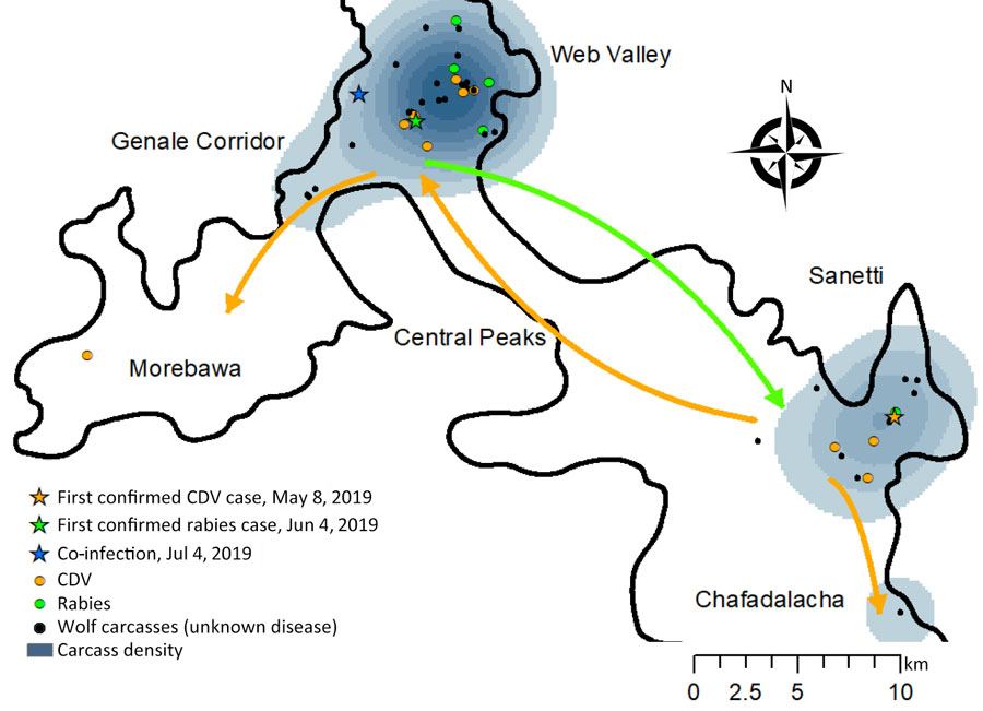 Number of carcasses retrieved per month in a study of concurrent rabies and canine distemper outbreaks in Ethiopian wolves, Ethiopia, 2019. Estimated time of death determined from postmortem observations. A) Full wolf population in the Bale Mountains. B) Sanetti Plateau subpopulation. C) Web Valley subpopulation.