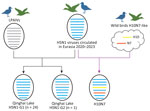 Hypothetical reassortment pathway of avian influenza virus H5N1 and H10N7 isolates collected at Qinghai Lake, China, in 2022. Virus particles are shown as ovals containing horizontal bars representing 8 gene segments (top to bottom: polymerase basic 1 and 2, polymerase acidic, hemagglutinin, nucleoprotein, neuraminidase, matrix, and nonstructural). The colors represent the genetic origin of reassortments found. G1, genotype 1; G2, genotype 2; LPAIVs, low pathogenic avian influenza viruses.