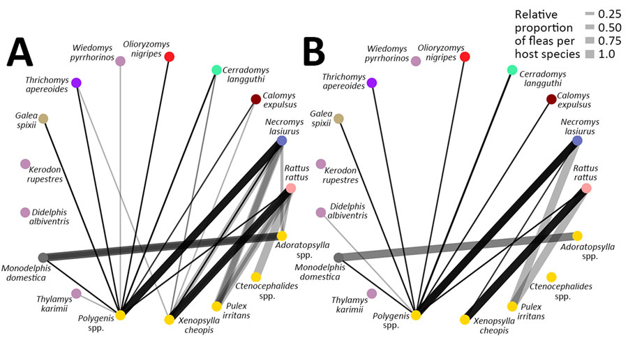 Potential Yersinia pestis transmission networks in a study of ecologic, geoclimatic, and genomic factors modulating plague epidemics in primary natural focus, Brazil. A) Epidemic years, >5 human cases; B) nonepidemic years, <5 human cases. Transmission networks were based on biologic interactions between host and vector species. Weight of links represent relative proportion of flea species per small mammal. 