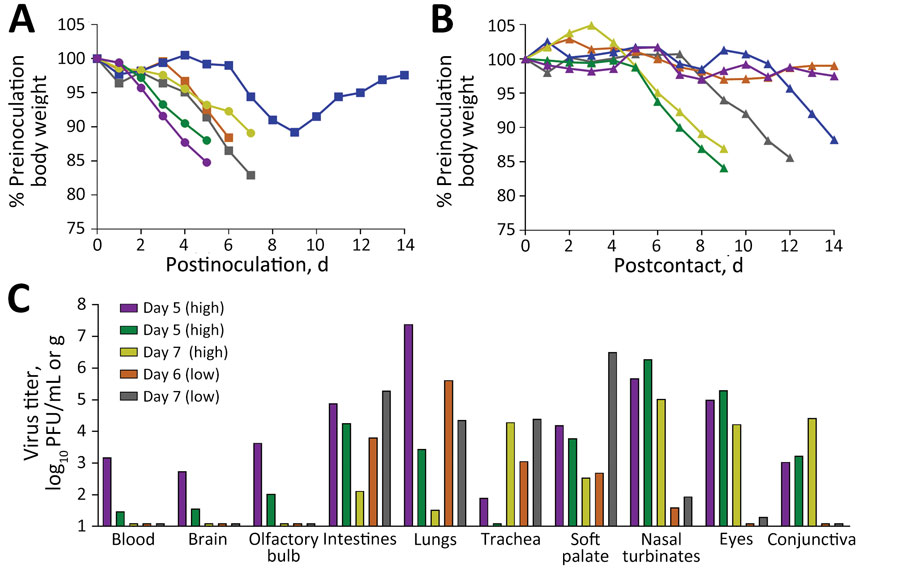 Disease severity and systemic spread of Chile/25945 influenza virus after ocular inoculation of ferrets. Ferrets were inoculated by the ocular route as previously described (7) with a high (106 PFU, circles) or low (103 PFU, squares) dose of Chile/25945 virus (100 μL volume), and each was cohoused with a serologically naive ferret 24 hours after inoculation (triangles). A, B) Inoculated (A) and contact (B) animals were weighed daily and humanely euthanized after reaching previously described endpoints (3). Ferret inoculated:contact pairs are indicated with shared colors. C) Systemic tissues were collected from inoculated animals that reached humane endpoints and titered for the presence of infectious virus as previously described (7). Bars represent individual ferrets with the postinoculation day on which humane endpoints were reached and tissues were collected specified per inoculation dose (bar color is linked with ferret morbidity data shown in panel A). Limit of detection was 10 PFU.