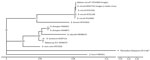 Phylogenetic analysis of Babesia spp. in confirmed case of autochthonous human babesiosis, Hungary. Asterisk indicates B. microti isolated from the patient in this case study. Phylogenetic tree was constructed by using Ggtree (5) according to multiple sequence alignments created by using MAFFT software (6). Best substitution model (3-parameter model, TPM2u) was selected by using functions of the phangorn version 2.11.1 R package (7) according to the Bayesian information criterion. Neighbor-joining tree was optimized by using the maximum-likelihood method. Bootstrap values were produced by 100 iterations and are indicated at branches. All data processing and plotting were performed in R version 4.4.1 (The R Project for Statistical Computing, https://www.r-project.org). GenBank accession numbers are indicated after the species name. Scale bar indicates nucleotide substitutions per site.