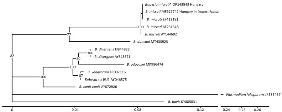 Phylogenetic analysis of Babesia spp. in confirmed case of autochthonous human babesiosis, Hungary. Asterisk indicates B. microti isolated from the patient in this case study. Phylogenetic tree was constructed by using Ggtree (5) according to multiple sequence alignments created by using MAFFT software (6). Best substitution model (3-parameter model, TPM2u) was selected by using functions of the phangorn version 2.11.1 R package (7) according to the Bayesian information criterion. Neighbor-joining tree was optimized by using the maximum-likelihood method. Bootstrap values were produced by 100 iterations and are indicated at branches. All data processing and plotting were performed in R version 4.4.1 (The R Project for Statistical Computing, https://www.r-project.org). GenBank accession numbers are indicated after the species name. Scale bar indicates nucleotide substitutions per site.