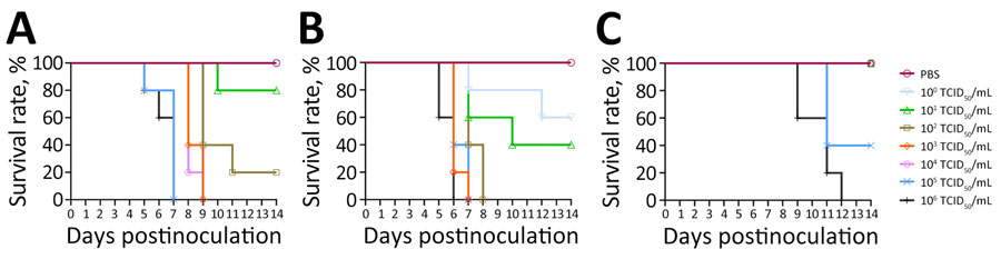 Survival of mice infected with highly pathogenic avian influenza A(H5N1) viruses isolated from cats in South Korea, 2023. Viruses were isolated from 2 cats and 1 duck. A) A/feline/Korea/M302-6/2023; B) A/feline/Korea/M305-7/2023; C) A/duck/Korea/H493/2022. BALB/c mice (n = 5/group) were intranasally inoculated with 10-fold serial dilutions (50 µL of 10° to 106 TCID50/mL) of each H5N1 virus. PBS was used as a negative control inoculant. Mice were monitored for 14 days, and survival rates were compared. PBS, phosphate-buffered saline; TCID50, 50% tissue culture infectious dose.