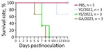 Survival of ferrets infected with highly pathogenic avian influenza A(H5N1) viruses isolated from cats in South Korea, 2023. Viruses were isolated from 1 duck (YC/2022) and 2 cats (YS/2023 and GA/2023). Ferrets (n = 3/group) were intranasally inoculated with 1 mL of 103 50% median lethal dose of each H5N1 virus; PBS was used as a negative control inoculant. Ferrets were monitored for 14 days, and survival rates were compared. GA/2023, A/feline/Korea/M305-7/2023; PBS, phosphate-buffered saline; YC/2022, A/duck/Korea/H493/2022; YS/2023, A/feline/Korea/M302-6/2023.