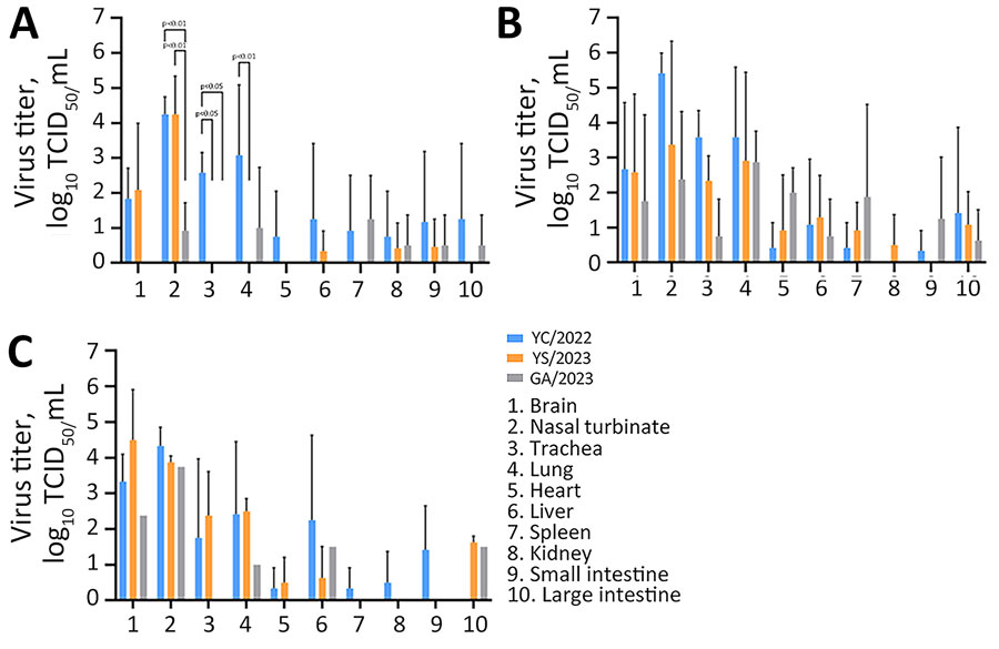 Virus titers in organs of ferrets infected with highly pathogenic avian influenza A(H5N1) viruses isolated from cats in South Korea, 2023. Viruses were isolated from 1 duck (YC/2022) and 2 cats (YS/2023 and GA/2023). Ferrets (n = 9/virus) were inoculated with 1 mL of 103 50% median lethal dose of each virus, and 3 ferrets/day from each virus group were euthanized on days 3 (A), 5 (B), and 7 (C) postinfection to measure and compare virus titers in organ tissues. p values were calculated by using 2-way analysis of variance. GA/2023, A/feline/Korea/M305-7/2023; TCID50, 50% tissue culture infectious dose; YC/2022, A/duck/Korea/H493/2022; YS/2023, A/feline/Korea/M302-6/2023.