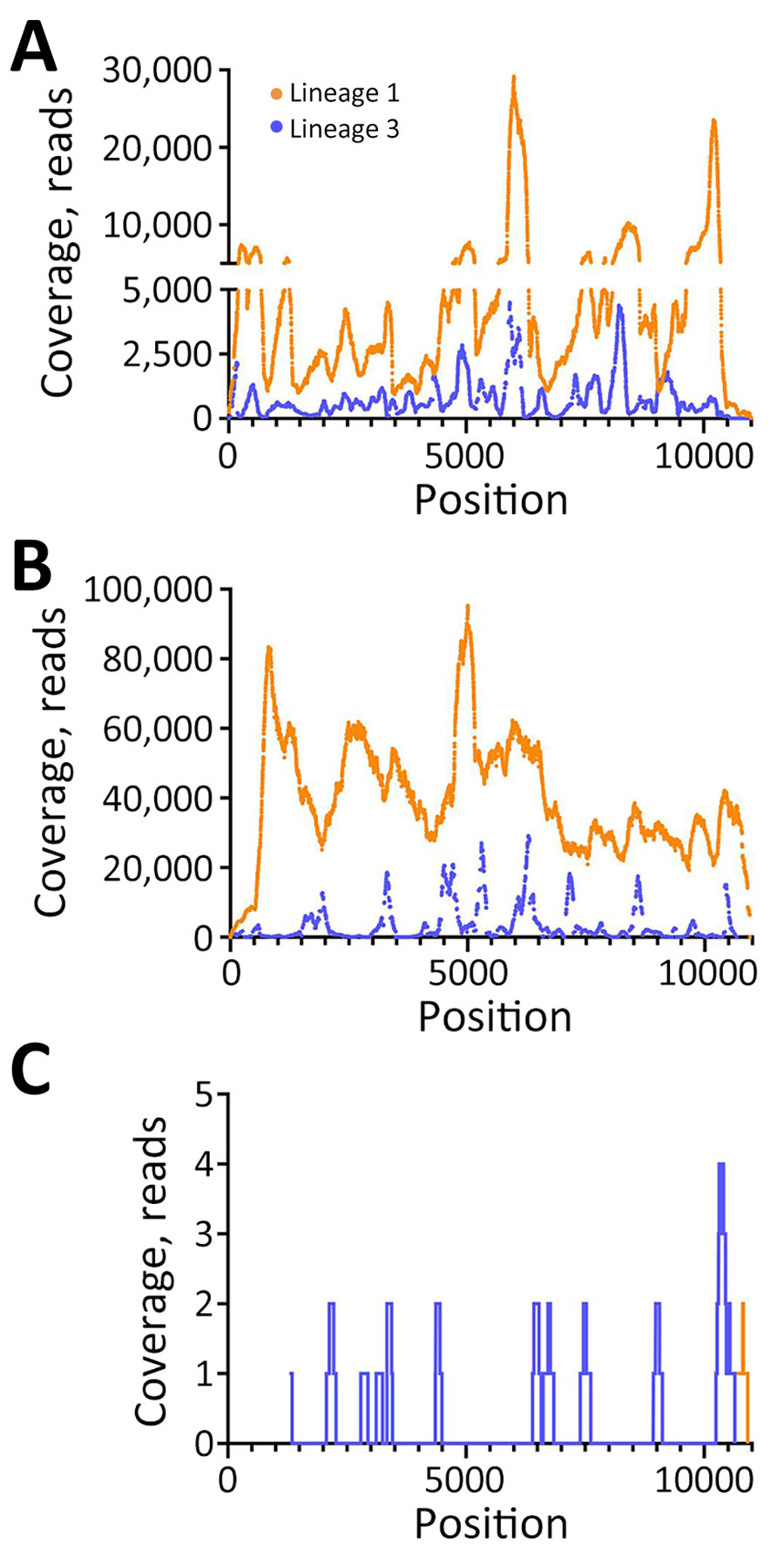 Coverage of lineage 1 and lineage 3 WNV as determined by reference guided assembly in samples from a patient with neuroinvasive disease and evidence of lineage 1 and 3 WNV infection, Nebraska, USA, 2023. Using de novo assembled consensus sequences, a reference guided assembly was completed. Reads mapped to lineage 1 (orange) and lineage 3 (purple) WNV are shown in serum (A), after Vero passage 1 (B), and in cerebrospinal fluid (C). WNV, West Nile virus.