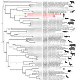 Phylogenetic analysis of the circovirus isolate from a patient with hepatitis of unknown origin, Switzerland (HCirV-1-CH). Capsid protein sequences representative of human and animal circovirus strains are shown. We aligned sequences by using MAFFT (https://mafft.cbrc.jp/alignment/software) under the L-INS-I parameter and performed maximum-likelihood phylogenetic reconstruction through the IQ-Tree portal (http://www.iqtree.org). Red indicates HCirV-1-FR, HCirV-1-CH, and HuCV2 sequences. Tree scale indicates the number of amino acid substitutions per site. Display range for bootstraps is 0.5–1.0. GenBank accession numbers are provided. HCirV-1-CH, human circovirus 1 from patient in Switzerland; HCirV-1-FR, published human circovirus 1 genome from France; HuCV2, human circovirus sequence detected in injection drug users in China (10); PCV, porcine circovirus.