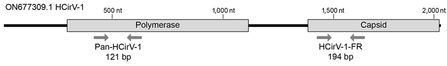 Nonhuman metagenomic next-generation sequencing reads from liver biopsy of hepatitis patient in Switzerland mapped against the human circovirus genome (Appendix Tables 1, 2). Positions of the putative sequences for polymerase and capsid proteins and the 2 primer pairs (HCirV-1-FR, Pan-HCirV-1) used for the PCRs are indicated. HCirV-1-FR, published human circovirus 1 genome from France (GenBank accession no. ON677309.1); Pan-HCirV-1, primers adapted to target the broadening clade of human circoviruses.