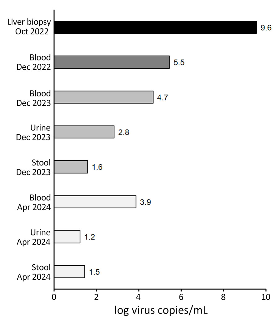 Human circovirus 1 viral loads in recently collected and archival samples (2023 and 2024) compared with viral load in initial liver biopsy (2022) from a hepatitis patient, Switzerland. Virus copies and log virus copies were also tabulated (Appendix Table 3).