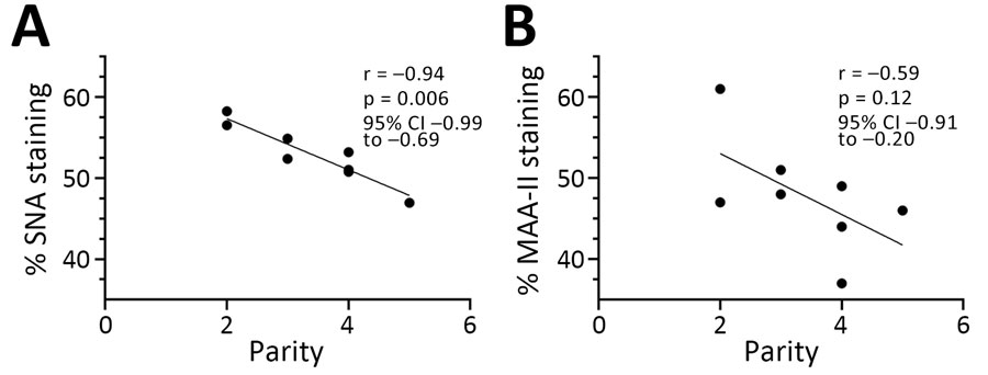 Pearson correlation coefficient showing a significant negative correlation between the percentage of SNA staining (bovine receptor) in the alveoli and the parity status of the cows (A) but not for MAA-II staining (duck receptor) (B). Original magnification ×60. Statistics and graphs made using GraphPad Prism version 10.2.3 (GraphPad Software, www.graphpad.com).