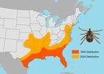 Generalized distributions of the Gulf Coast tick, Amblyomma maculatum (pictured), a human-biting tick species newly established in the northeastern United States, in 1945 compared with 2024. Establishment was defined as >6 ticks of the same life stage identified within a 12-month period or ticks of >1 life stage identified within a 12-month period. Data from references 2–9, https://www.dep.pa.gov/Business/ProgramIntegration/Vector-Management/Ticks/Pages/default.aspx, and https://www.in.gov/health/idepd/zoonotic-and-vectorborne-epidemiology-entomology/vector-borne-diseases/tick-borne-diseases/amblyomma-maculatum-gulf-coast-tick/#Geographic_Distribution. 