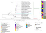 Phylogenetic analysis of a patient-derived sequence (highlighted in blue) in study of infection by tickborne bacterium Candidatus Midichloria associated with first trimester pregnancy loss, Tennessee, USA. Phylogenetic tree was generated using IQ-TREE (https://www.iqtree.org) with MAFFT-aligned (https://www.mafft.cbrc.jp/alignment/software) representative V1/V2 regions of 16S rRNA gene sequences from organisms within Rickettsiales and visualized with ggtree in R version 4.2.2 (The R Project for Statistical Computing, https://www.r-project.org). Sequences represented families Can. Midichloriaceae (green bar), Anaplasmataceae (red bar), and Rickettsiaceae (blue bar); most proximal sequences by BLAST analysis (https://blast.ncbi.nlm.nih.gov), including those used during clinical identification; and sequences previously associated with human specimens. GenBank accession numbers are indicated before the species name. Associated metadata indicate host tick, country reported, US state if applicable, and whether previously associated with a human infection. UAR, Uighur Autonomous Region. Nodes with >95% bootstrap support are in black, those with 80%–94.9% support are in gray. Tip labels are purple.