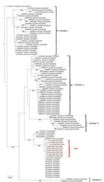 Molecular phylogenetic analysis of Oropouche viruses isolated in Cuba (red bracket) and reference sequences. The evolutionary history was inferred by using the maximum-likelihood method based on the Kimura 2-parameter model to the small segment of Oropouche orthobunyavirus from 9 patients from Boniato, Songo La Maya, and Cienfuegos (PP921382, PP921383, PP921384, PP921385, PP921386, PP921387, PP921388, PP921389, PP921390) (14). The tree with the highest log likelihood (−2403.4997) is shown. The percentage of trees in which the associated taxa clustered together is shown next to the branches. Initial tree(s) for the heuristic search were obtained by applying the neighbor-joining method to a matrix of pairwise distances estimated by using the maximum composite likelihood approach. A discrete gamma distribution was used to model evolutionary rate differences among sites (5 categories [+G, parameter = 0.1407]). The tree is drawn to scale, with branch lengths measured in number of substitutions per site. The analysis involved 101 nt sequences deposited in GenBank (accession numbers shown) from the different outbreaks and genotypes of Oropouche virus in the Americas and the Caribbean region. All positions with <95% site coverage were eliminated (i.e., <5% alignment gaps, missing data, and ambiguous bases were allowed at any position) The final dataset contained 521 positions. Evolutionary analyses were conducted in MEGA6 (13).