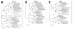 Phylogenetic trees based on the coding sequence of the SFTSV segments from a human patient in Japan and a Haemaphysalis aborensis tick collected from the patient. A) Large segment; B) medium segment; C) small segment. Blue circles indicate patient-derived SFTSV strains and red squares tick-derived strains from this study. Labels at right of each tree represent SFTSV genotypes A‒F. We derived the phylogenetic trees using the maximum-likelihood method and general time-reversible model and ran 1,000 bootstrap replicates using MEGA 11.0.13 (https://www.megasoftware.net). Scale bars indicate the number of base differences per site. SFTSV, severe fever with thrombocytopenia syndrome virus.