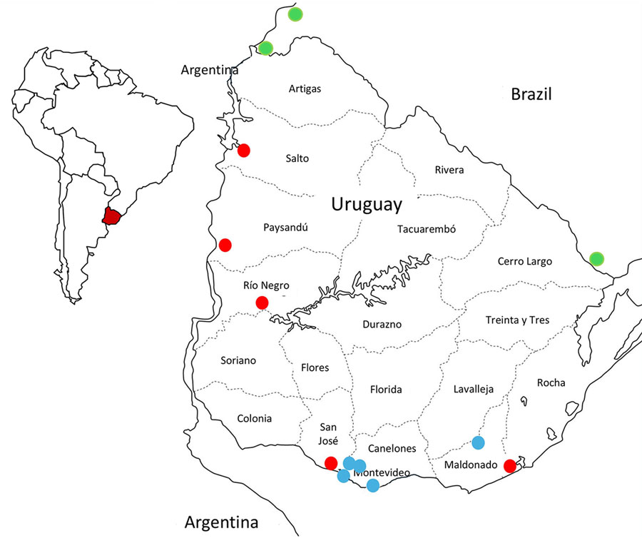 Location of samples analyzed in investigation of equine encephalomyelitis outbreak in Uruguay, 2023–2024. Red dots indicate equine Western equine encephalomyelitis virus cases in Uruguay. Green dots represent sequences retrieved from GenBank that correspond with equine Western equine encephalomyelitis virus cases from Rio Grande do Sul, Brazil. Blue dots represent human cases. Inset map shows location of Uruguay in South America.