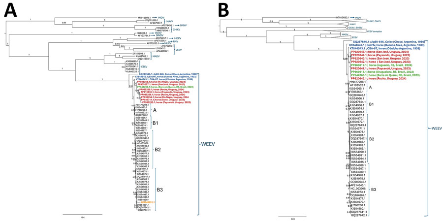 Maximum-likelihood phylogenetic analysis of alphavirus sequences from South and North America and WEEV sequences described in investigation of equine encephalomyelitis outbreak, Uruguay. A) Phylogeny based on partial nonstructural protein 4 gene sequences. B) Phylogeny based on complete sequences. GenBank accession numbers are provided. Subclades are assigned as previously described (5,6). Clades including reference sequences from other alphaviruses were collapsed for better visualization. Red, sequences from Uruguay 2023–2024; orange, 2009 sequences; blue, sequences from Argentina; green, sequences from Brazil. Branch numbers are approximate likelihood ratio supports. Scale bar indicates substitutions per site. CHIKV, chikungunya virus; EEEV, Eastern equine encephalomyelitis virus; MADV, Madariaga virus; MDPV, Mosso das Pedras virus; MIDV, Middelburg virus; MAYV, Mayaro virus; MUCV, Mucambo virus; OCKV, Ockelbo virus; ONYV, o'nyong-nyong virus; RNV, Rio Negro virus; SINDV, Sindbis virus; VEEV, Venezuelan equine encephalitis virus; WEEV, Western equine encephalomyelitis virus.