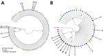 Phylogenetic analysis of ITS1 and ITS2 rRNA ASVs in study of novel Trichuris incognita identified in patient fecal samples from Côte d’Ivoire. Maximum-likelihood method was used to construct trees for Trichuris ITS1 (A) and ITS2 (B) ASVs from Côte d’Ivoire, Laos, and Pemba Island, Tanzania, as well as additional Trichuris reference sequences from pigs, humans, and nonhuman primates in GenBank. Trees were generated by amplicon sequencing of fecal sample DNA from patients in Côte d’Ivoire, Laos, and Pemba Island, Tanzania. After generating the clusters, trees were transformed into cladograms for visualization. Trichinella spiralis (GenBank accession no. KC006432) was used as the outgroup. Each tip of the tree is an ASV or a sequence from GenBank. Colors indicate the 3 regions. Black circles indicate GenBank sequences. Kimura 80 model for ITS-1 and general time reversible model for ITS-1 were chosen as the best nucleotide substitution models. Models were chosen by using jModeltest version 2.1.10 (https://github.com/ddarriba/jmodeltest2). Trees were constructed by using PhyML v3.3 (https://github.com/stephaneguindon/phyml) with 100 bootstrap replicates. Trees were condensed by using MEGA version 11 (https://www.megasoftware.net) to only display branches with consensus support >80%. Trees not to scale. ASV, amplicon sequencing variant; ITS, internal transcribed spacer.