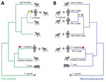 Schematic of phylogenetic relationships of Trichuris spp. infecting humans and nonhuman primates adapted from previously published studies. Relationships are indicated for the ribosomal ITS1-5.8S-ITS2 region (A) and the mitochondrial genome (B). Two major clades of Trichuris in the ribosomal DNA and mitochondrial DNA phylogenies infected both humans and nonhuman primates. Yellow circle indicates T. trichiura from Pemba Island, blue indicates T. trichiura from Laos, and red circle indicates T. incognita from Côte d’Ivoire. Pig-derived T. suis is also included in the tree as a reference. Star indicates Trichinella spiralis, used as an outgroup.