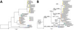 Phylogenetic analyses of Middle East respiratory syndrome coronavirus (MERS-CoV) clade B5-2023 sequences from Saudi Arabia, 2023–2024. Trees were constructed using the maximum-likelihood method. Each tree is rooted with MERS-CoV B5 lineage sequence from 2019 (GenBank accession no. OL622036.1); numbers on nodes indicate bootstrap support. Colored circles indicate B5-2023.1–5 subclades. A) Phylogenetic tree of complete MERS-CoV B5-2023 genomes. B) Phylogenetic tree of spike sequences of MERS-CoV B5-2023 genomes. Amino acid substitutions in the spike protein relative to those of OL622036.1 are indicated on the branches except for substitutions T387P and I743S, which are unique to OL622036.1. The reversion of the R1179–I1180 deletion and V1181I substitution in Al Duwadimi/P6–25 is most likely caused by a recombination event (Appendix 1 Figure 2, panel G). Scale bars indicate nucleotide substitutions per site.