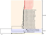 Phylogenetic analysis of 26 human coronavirus 229E-related coronavirus sequences in study of ongoing evolution of Middle East respiratory syndrome coronavirus, Saudi Arabia, 2023–2024. Tree was constructed by using the maximum-likelihood method. Red text indicates sequences from this study, 5 from Jeddah and 2 from Sajir. Numbers on nodes indicate bootstrap support. Tree was rooted with the bat sequence KT253269/Bat/GHA/KW2E-F151 (GenBank accession no. KT253269). Scale bar indicates nucleotide substitutions per site. GER, Germany; GHA, Ghana; KEN, Kenya; KSA, Kingdom of Saudi Arabia; USA, United States of America.